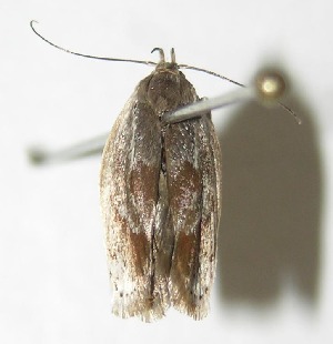  ( - 05-SRNP-41646)  @13 [ ] CreativeCommons - Attribution Non-Commercial Share-Alike (2013) Daniel H. Janzen Guanacaste Dry Forest Conservation Fund