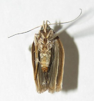  ( - 05-SRNP-41646)  @13 [ ] CreativeCommons - Attribution Non-Commercial Share-Alike (2013) Daniel H. Janzen Guanacaste Dry Forest Conservation Fund