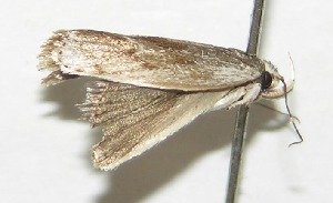  ( - 05-SRNP-42038)  @13 [ ] CreativeCommons - Attribution Non-Commercial Share-Alike (2013) Daniel H. Janzen Guanacaste Dry Forest Conservation Fund