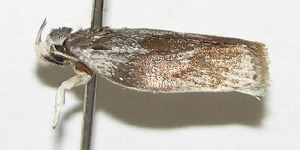  ( - 05-SRNP-42039)  @13 [ ] CreativeCommons - Attribution Non-Commercial Share-Alike (2013) Daniel H. Janzen Guanacaste Dry Forest Conservation Fund