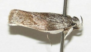  ( - 05-SRNP-42039)  @13 [ ] CreativeCommons - Attribution Non-Commercial Share-Alike (2013) Daniel H. Janzen Guanacaste Dry Forest Conservation Fund