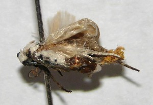  ( - 04-SRNP-35319)  @13 [ ] CreativeCommons - Attribution Non-Commercial Share-Alike (2007) Daniel H. Janzen Guanacaste Dry Forest Conservation Fund