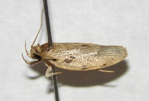  ( - 06-SRNP-65846)  @14 [ ] CreativeCommons - Attribution Non-Commercial Share-Alike (2007) Daniel H. Janzen Guanacaste Dry Forest Conservation Fund