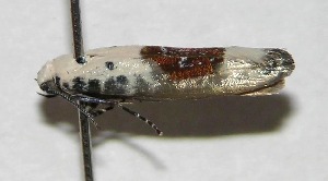  ( - 07-SRNP-35768)  @13 [ ] CreativeCommons - Attribution Non-Commercial Share-Alike (2007) Daniel H. Janzen Guanacaste Dry Forest Conservation Fund