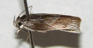  ( - 07-SRNP-40304)  @13 [ ] CreativeCommons - Attribution Non-Commercial Share-Alike (2007) Daniel H. Janzen Guanacaste Dry Forest Conservation Fund