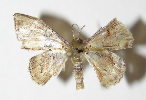  ( - 05-SRNP-41471)  @13 [ ] CreativeCommons - Attribution Non-Commercial Share-Alike (2013) Daniel H. Janzen Guanacaste Dry Forest Conservation Fund