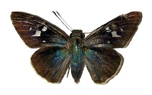  ( - 00-SRNP-2217)  @13 [ ] CreativeCommons - Attribution Non-Commercial Share-Alike (2005) Daniel H. Janzen Guanacaste Dry Forest Conservation Fund