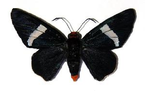  ( - 03-SRNP-21486)  @14 [ ] CreativeCommons - Attribution Non-Commercial Share-Alike (2005) Daniel H. Janzen Guanacaste Dry Forest Conservation Fund