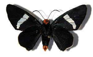  ( - 03-SRNP-21486)  @14 [ ] CreativeCommons - Attribution Non-Commercial Share-Alike (2005) Daniel H. Janzen Guanacaste Dry Forest Conservation Fund