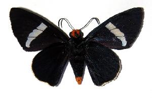  ( - 03-SRNP-21536)  @14 [ ] CreativeCommons - Attribution Non-Commercial Share-Alike (2005) Daniel H. Janzen Guanacaste Dry Forest Conservation Fund