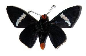  ( - 03-SRNP-21852)  @14 [ ] CreativeCommons - Attribution Non-Commercial Share-Alike (2005) Daniel H. Janzen Guanacaste Dry Forest Conservation Fund