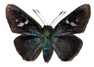  ( - 04-SRNP-24666)  @13 [ ] CreativeCommons - Attribution Non-Commercial Share-Alike (2005) Daniel H. Janzen Guanacaste Dry Forest Conservation Fund