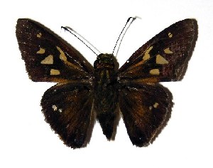  ( - 04-SRNP-60893)  @14 [ ] CreativeCommons - Attribution Non-Commercial Share-Alike (2005) Daniel H. Janzen Guanacaste Dry Forest Conservation Fund