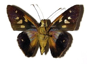  ( - 04-SRNP-60893)  @14 [ ] CreativeCommons - Attribution Non-Commercial Share-Alike (2005) Daniel H. Janzen Guanacaste Dry Forest Conservation Fund