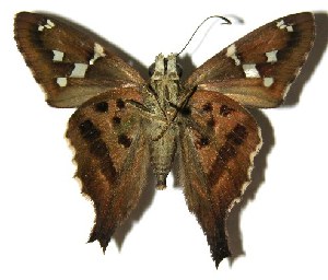  ( - 01-SRNP-3184)  @14 [ ] CreativeCommons - Attribution Non-Commercial Share-Alike (2005) Daniel H. Janzen Guanacaste Dry Forest Conservation Fund