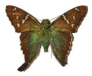  ( - 03-SRNP-12592)  @14 [ ] CreativeCommons - Attribution Non-Commercial Share-Alike (2005) Daniel H. Janzen Guanacaste Dry Forest Conservation Fund