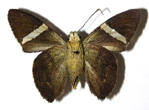  ( - 04-SRNP-14067)  @12 [ ] CreativeCommons - Attribution Non-Commercial Share-Alike (2005) Daniel H. Janzen Guanacaste Dry Forest Conservation Fund