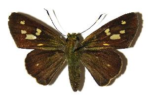  ( - 04-SRNP-23807)  @14 [ ] CreativeCommons - Attribution Non-Commercial Share-Alike (2005) Daniel H. Janzen Guanacaste Dry Forest Conservation Fund