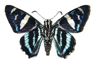  ( - 04-SRNP-32358)  @13 [ ] CreativeCommons - Attribution Non-Commercial Share-Alike (2005) Daniel H. Janzen Guanacaste Dry Forest Conservation Fund