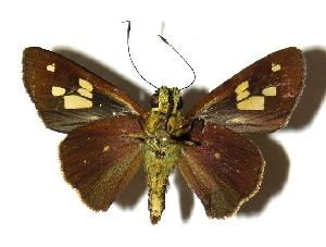  ( - 04-SRNP-33210)  @14 [ ] CreativeCommons - Attribution Non-Commercial Share-Alike (2005) Daniel H. Janzen Guanacaste Dry Forest Conservation Fund