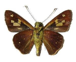  ( - 04-SRNP-33770)  @14 [ ] CreativeCommons - Attribution Non-Commercial Share-Alike (2005) Daniel H. Janzen Guanacaste Dry Forest Conservation Fund