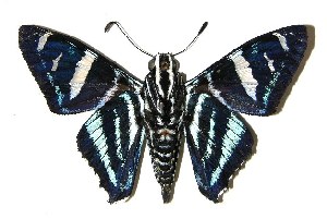  ( - 04-SRNP-34396)  @13 [ ] CreativeCommons - Attribution Non-Commercial Share-Alike (2005) Daniel H. Janzen Guanacaste Dry Forest Conservation Fund