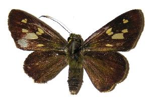  ( - 04-SRNP-3507)  @14 [ ] CreativeCommons - Attribution Non-Commercial Share-Alike (2005) Daniel H. Janzen Guanacaste Dry Forest Conservation Fund