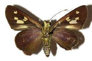  ( - 04-SRNP-3507)  @14 [ ] CreativeCommons - Attribution Non-Commercial Share-Alike (2005) Daniel H. Janzen Guanacaste Dry Forest Conservation Fund