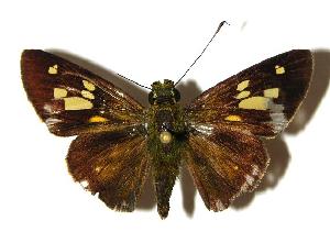  ( - 04-SRNP-35884)  @14 [ ] CreativeCommons - Attribution Non-Commercial Share-Alike (2005) Daniel H. Janzen Guanacaste Dry Forest Conservation Fund