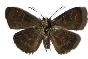  ( - 04-SRNP-4906)  @12 [ ] CreativeCommons - Attribution Non-Commercial Share-Alike (2005) Daniel H. Janzen Guanacaste Dry Forest Conservation Fund