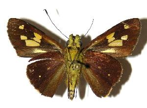  ( - 04-SRNP-56228)  @14 [ ] CreativeCommons - Attribution Non-Commercial Share-Alike (2005) Daniel H. Janzen Guanacaste Dry Forest Conservation Fund