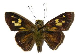  ( - 04-SRNP-56229)  @14 [ ] CreativeCommons - Attribution Non-Commercial Share-Alike (2005) Daniel H. Janzen Guanacaste Dry Forest Conservation Fund