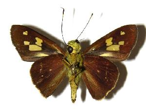  ( - 04-SRNP-56229)  @14 [ ] CreativeCommons - Attribution Non-Commercial Share-Alike (2005) Daniel H. Janzen Guanacaste Dry Forest Conservation Fund