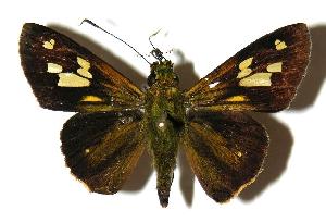  ( - 04-SRNP-56353)  @14 [ ] CreativeCommons - Attribution Non-Commercial Share-Alike (2005) Daniel H. Janzen Guanacaste Dry Forest Conservation Fund