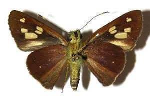  ( - 04-SRNP-56486)  @14 [ ] CreativeCommons - Attribution Non-Commercial Share-Alike (2005) Daniel H. Janzen Guanacaste Dry Forest Conservation Fund