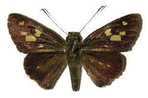  ( - 04-SRNP-56986)  @14 [ ] CreativeCommons - Attribution Non-Commercial Share-Alike (2005) Daniel H. Janzen Guanacaste Dry Forest Conservation Fund