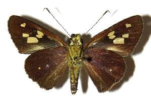  ( - 04-SRNP-56986)  @14 [ ] CreativeCommons - Attribution Non-Commercial Share-Alike (2005) Daniel H. Janzen Guanacaste Dry Forest Conservation Fund