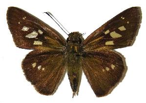  ( - 04-SRNP-13925)  @14 [ ] CreativeCommons - Attribution Non-Commercial Share-Alike (2005) Daniel H. Janzen Guanacaste Dry Forest Conservation Fund