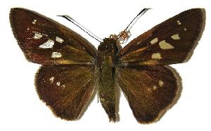  ( - 04-SRNP-15008)  @14 [ ] CreativeCommons - Attribution Non-Commercial Share-Alike (2005) Daniel H. Janzen Guanacaste Dry Forest Conservation Fund