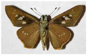  ( - 05-SRNP-30656)  @14 [ ] CreativeCommons - Attribution Non-Commercial Share-Alike (2006) Daniel H. Janzen Guanacaste Dry Forest Conservation Fund