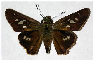  ( - 05-SRNP-30657)  @14 [ ] CreativeCommons - Attribution Non-Commercial Share-Alike (2006) Daniel H. Janzen Guanacaste Dry Forest Conservation Fund