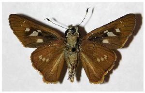  ( - 05-SRNP-30657)  @14 [ ] CreativeCommons - Attribution Non-Commercial Share-Alike (2006) Daniel H. Janzen Guanacaste Dry Forest Conservation Fund