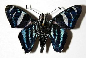  ( - 04-SRNP-56811)  @13 [ ] CreativeCommons - Attribution Non-Commercial Share-Alike (2006) Daniel H. Janzen Guanacaste Dry Forest Conservation Fund