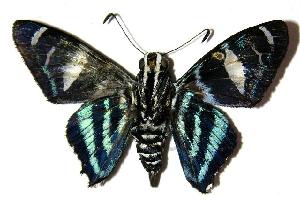  ( - 05-SRNP-31086)  @13 [ ] CreativeCommons - Attribution Non-Commercial Share-Alike (2006) Daniel H. Janzen Guanacaste Dry Forest Conservation Fund