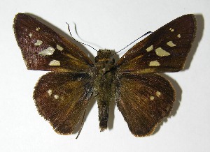  ( - 05-SRNP-5690)  @14 [ ] CreativeCommons - Attribution Non-Commercial Share-Alike (2013) Daniel H. Janzen Guanacaste Dry Forest Conservation Fund