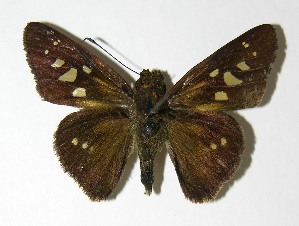  ( - 05-SRNP-5899)  @14 [ ] CreativeCommons - Attribution Non-Commercial Share-Alike (2013) Daniel H. Janzen Guanacaste Dry Forest Conservation Fund