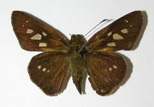  ( - 05-SRNP-60683)  @14 [ ] CreativeCommons - Attribution Non-Commercial Share-Alike (2013) Daniel H. Janzen Guanacaste Dry Forest Conservation Fund