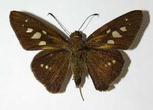  ( - 05-SRNP-60780)  @14 [ ] CreativeCommons - Attribution Non-Commercial Share-Alike (2013) Daniel H. Janzen Guanacaste Dry Forest Conservation Fund