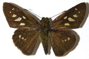  ( - 06-SRNP-46386)  @14 [ ] CreativeCommons - Attribution Non-Commercial Share-Alike (2006) Daniel H. Janzen Guanacaste Dry Forest Conservation Fund