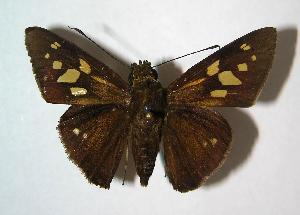  ( - 06-SRNP-65026)  @14 [ ] CreativeCommons - Attribution Non-Commercial Share-Alike (2007) Daniel H. Janzen Guanacaste Dry Forest Conservation Fund